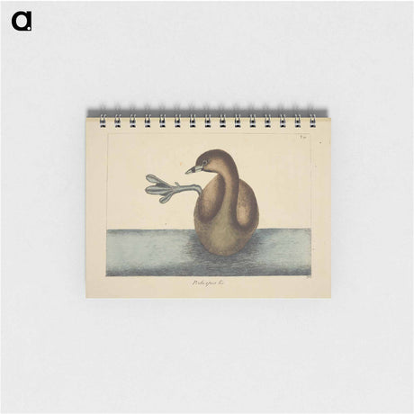 アートメモ帳-Pied-billed Dobchick
 - マーク ケイツビー Memo.