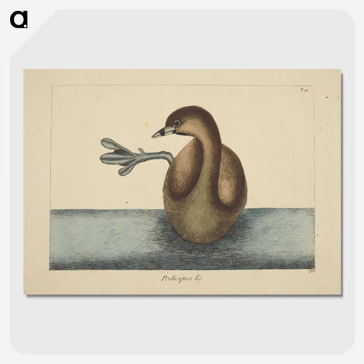 2-52_Mark-Catesby_picture-crop