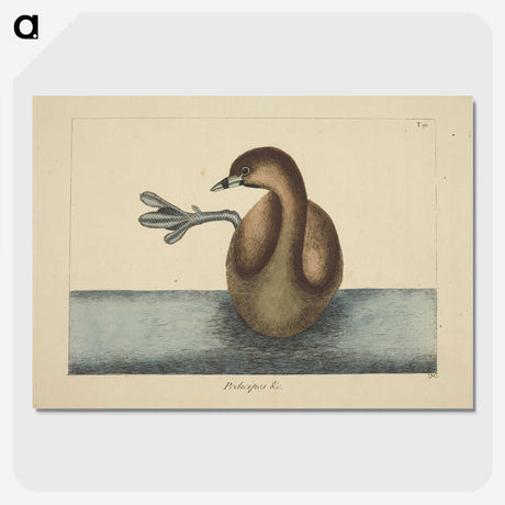 2-52_Mark-Catesby_picture-crop