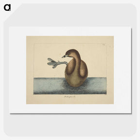 2-52_Mark-Catesby_picture