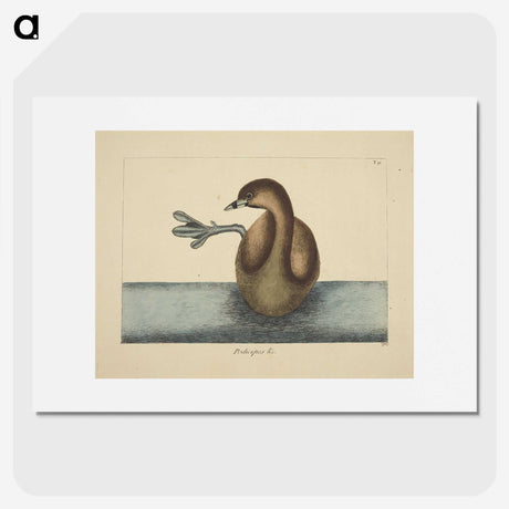 2-52_Mark-Catesby_picture