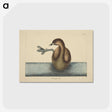 2-52_Mark-Catesby_postcard