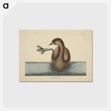 アートポストカード-Pied-billed Dobchick
 - マーク ケイツビー Postcard.