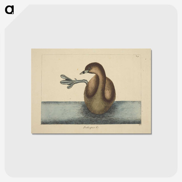 2-52_Mark-Catesby_postcard