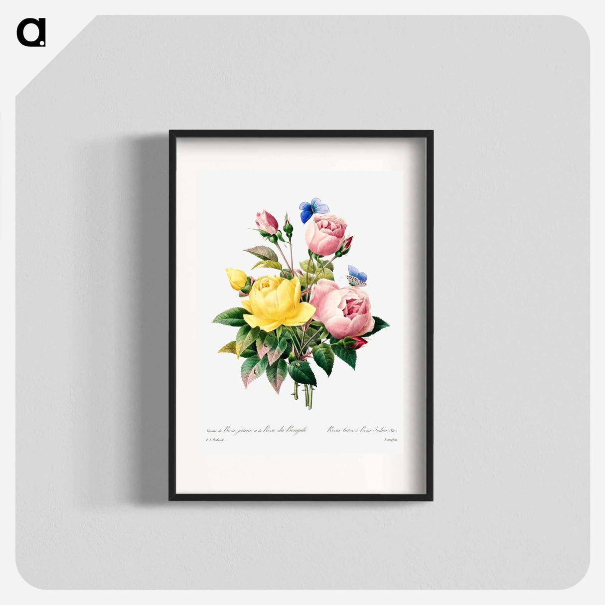 Yellow rose and cabbage rose - Pierre Joseph Redouté Poster.
