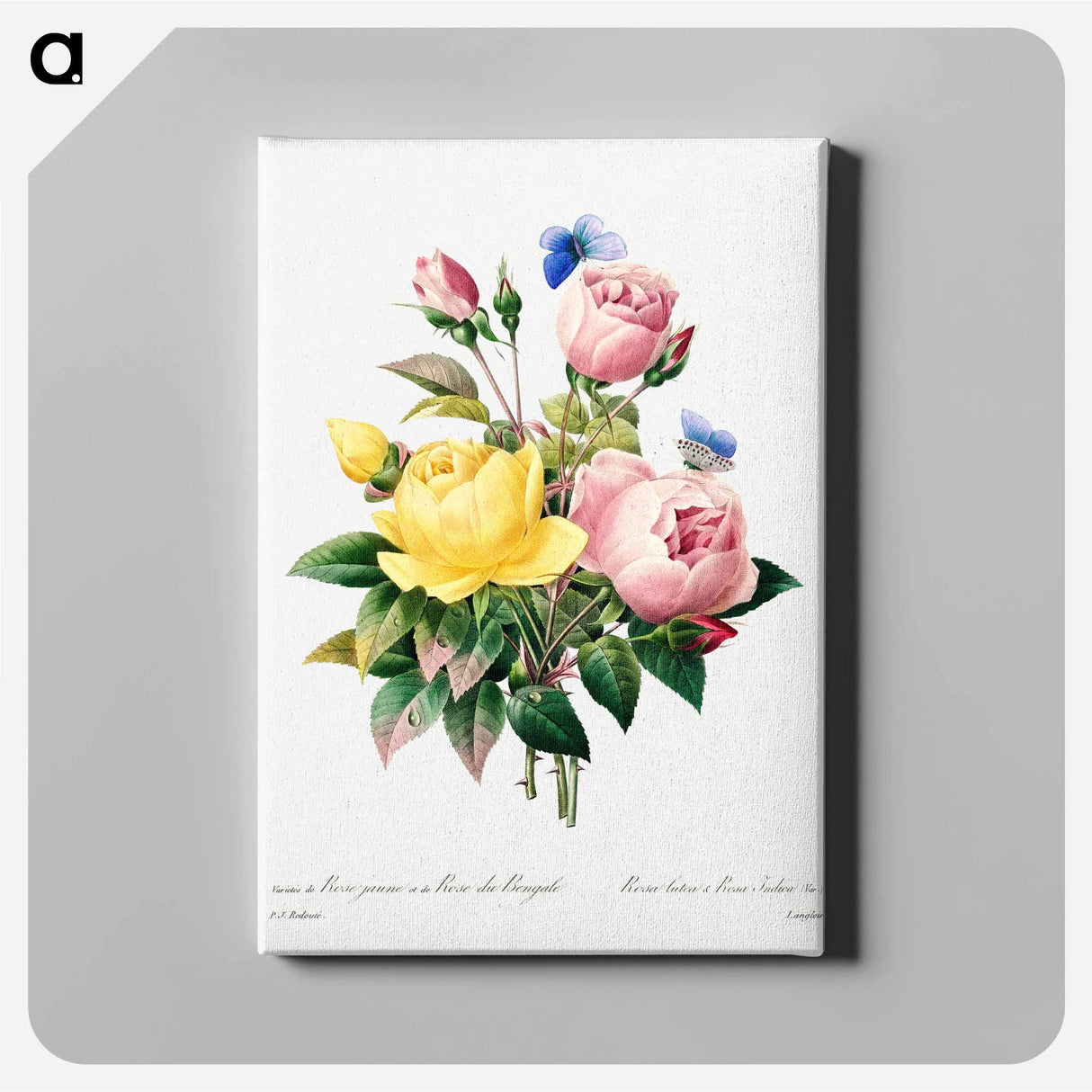 アートパネル-Yellow rose and cabbage rose - ピエール ジョゼフ ルドゥーテ Canvas.