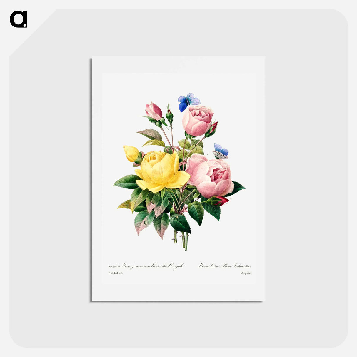アートポストカード-Yellow rose and cabbage rose - ピエール ジョゼフ ルドゥーテ Postcard.