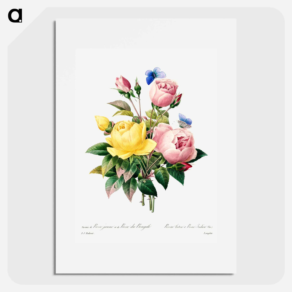 Yellow rose and cabbage rose - Pierre Joseph Redouté Poster.