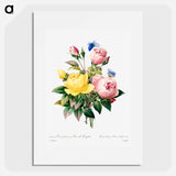 Yellow rose and cabbage rose - Pierre Joseph Redouté Poster.