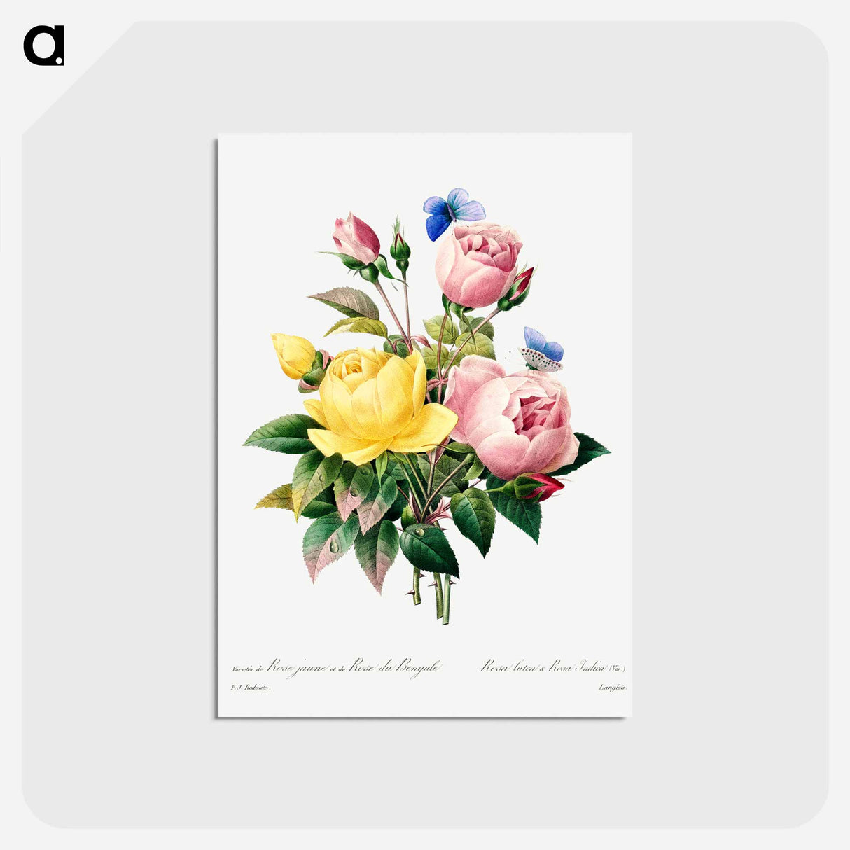 アートポストカード-Yellow rose and cabbage rose - ピエール ジョゼフ ルドゥーテ Postcard.