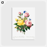 アートポストカード-Yellow rose and cabbage rose - ピエール ジョゼフ ルドゥーテ Postcard.
