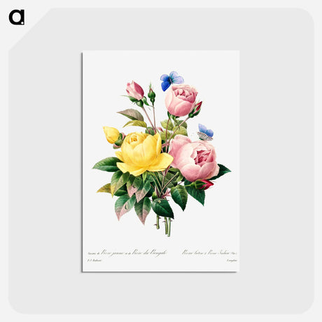 アートポストカード-Yellow rose and cabbage rose - ピエール ジョゼフ ルドゥーテ Postcard.