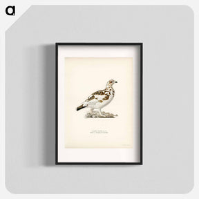 アートポスター-Willow Ptarmigan
 - スヴェンスカ フォグラル Poster.