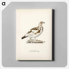 アートパネル-Willow Ptarmigan
 - スヴェンスカ フォグラル Canvas.