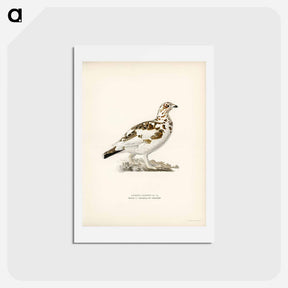 アートポストカード-Willow Ptarmigan
 - スヴェンスカ フォグラル Postcard.