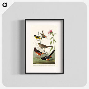 アートポスター-Chestnut-coloured Finch, Black-headed Siskin, Black crown Bunting and Arctic Ground Finch from Birds of America
 - アメリカの鳥たち Poster.