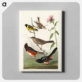 アートパネル-Chestnut-coloured Finch, Black-headed Siskin, Black crown Bunting and Arctic Ground Finch from Birds of America
 - アメリカの鳥たち Canvas.