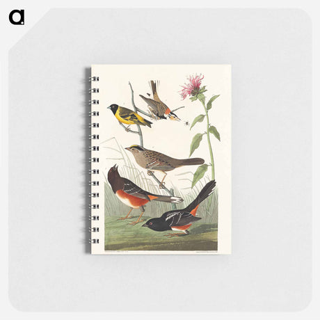 アートメモ帳-Chestnut-coloured Finch, Black-headed Siskin, Black crown Bunting and Arctic Ground Finch from Birds of America
 - アメリカの鳥たち Memo.