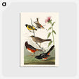 アートポストカード-Chestnut-coloured Finch, Black-headed Siskin, Black crown Bunting and Arctic Ground Finch from Birds of America
 - アメリカの鳥たち Postcard.