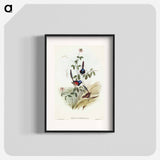 Beautiful Wren
 - オーストラリアの鳥 Poster.