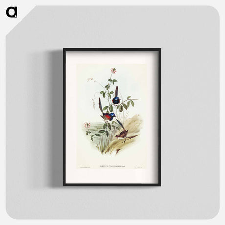 アートポスター-Beautiful Wren
 - オーストラリアの鳥 Poster.