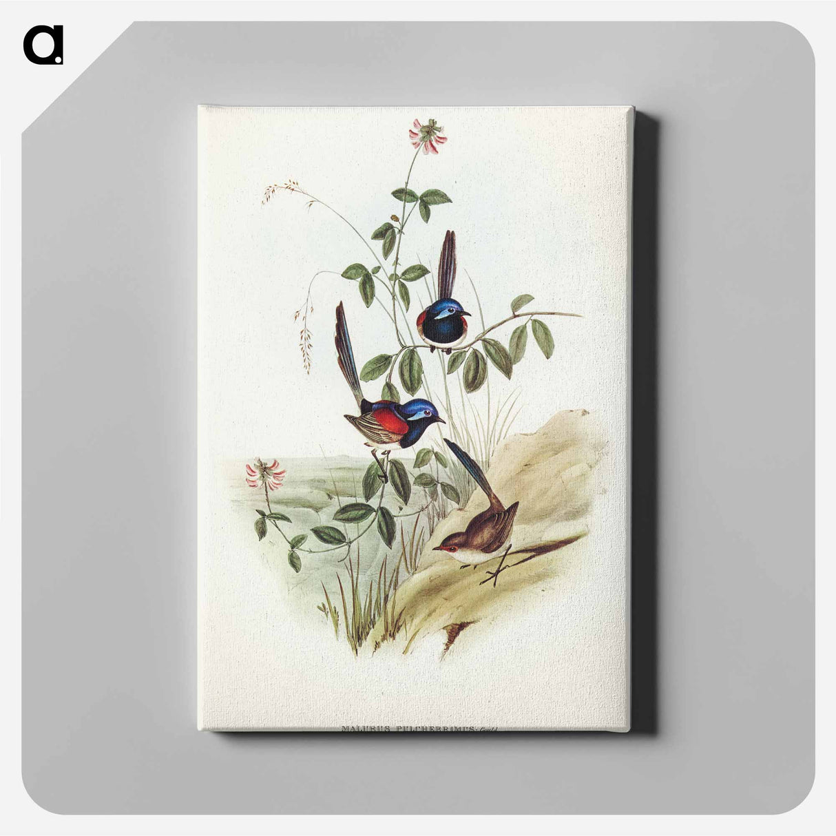 Beautiful Wren
 - オーストラリアの鳥 Canvas.