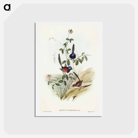 アートポストカード-Beautiful Wren
 - オーストラリアの鳥 Postcard.