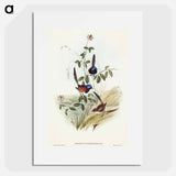 Beautiful Wren
 - オーストラリアの鳥 Poster.