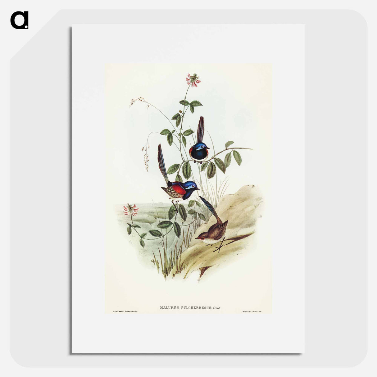 アートポスター-Beautiful Wren
 - オーストラリアの鳥 Poster.