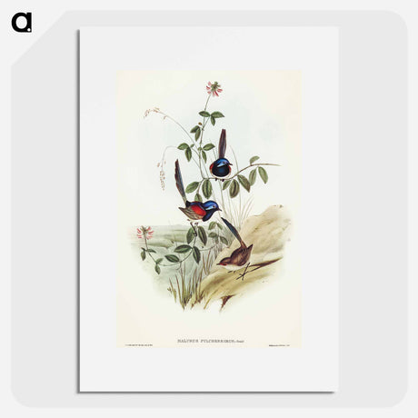 アートポスター-Beautiful Wren
 - オーストラリアの鳥 Poster.