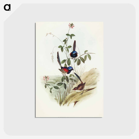 アートポストカード-Beautiful Wren
 - オーストラリアの鳥 Postcard.