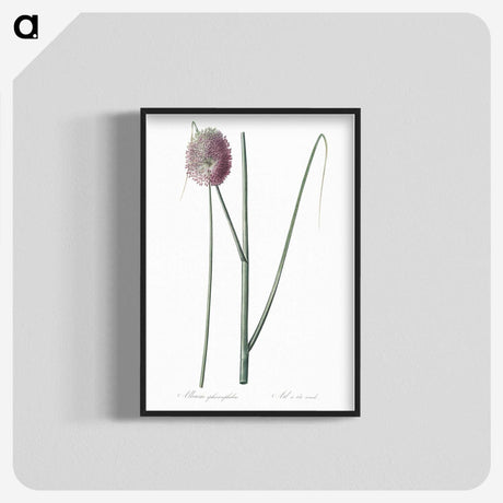 2-52_The-Lilies_blk-crop