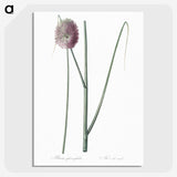 2-52_The-Lilies_picture-crop