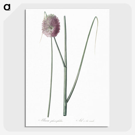 2-52_The-Lilies_picture-crop