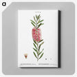 2-52_Treatise-on-Trees-and-Shrubs_canvas