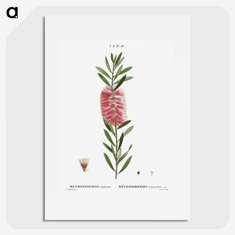2-52_Treatise-on-Trees-and-Shrubs_picture