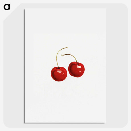 2-52_USDA-Watercolor-Fruit-Painting-Collection_picture