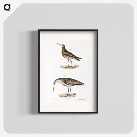 2-52_Zoology-of-New-York_blk