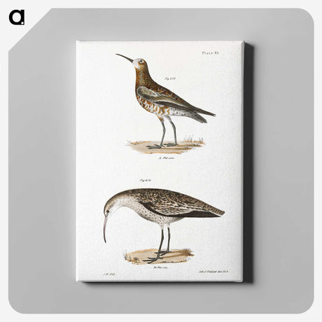 2-52_Zoology-of-New-York_canvas
