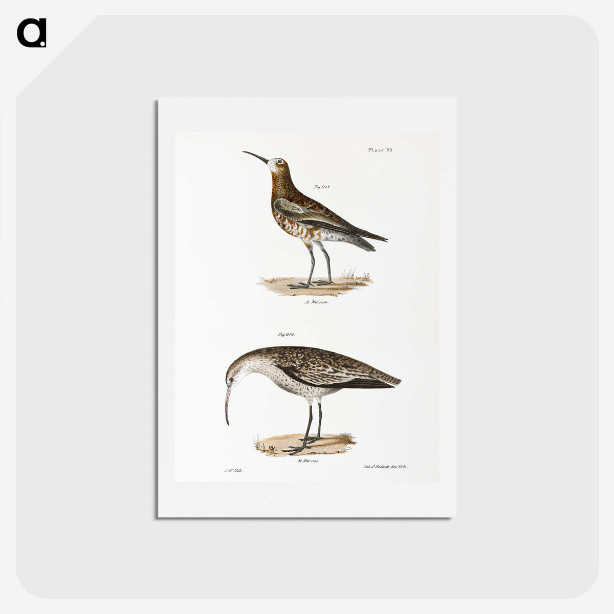 2-52_Zoology-of-New-York_hagaki