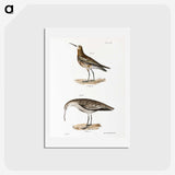 2-52_Zoology-of-New-York_hagaki