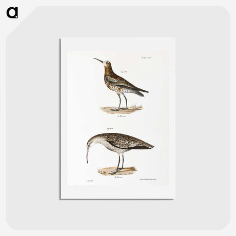 2-52_Zoology-of-New-York_hagaki