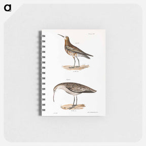 アートメモ帳-Curlew Sandpiper - ニューヨークの動物学 Memo.