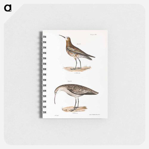 Curlew Sandpiper - ニューヨークの動物学 Memo.