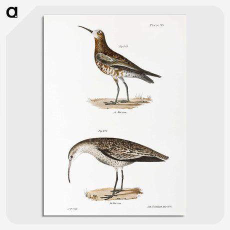 2-52_Zoology-of-New-York_picture-crop