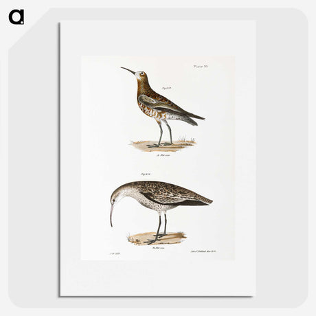 2-52_Zoology-of-New-York_picture