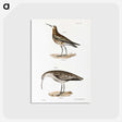 2-52_Zoology-of-New-York_postcard