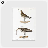 2-52_Zoology-of-New-York_postcard