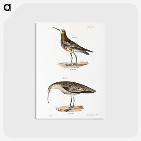 2-52_Zoology-of-New-York_postcard