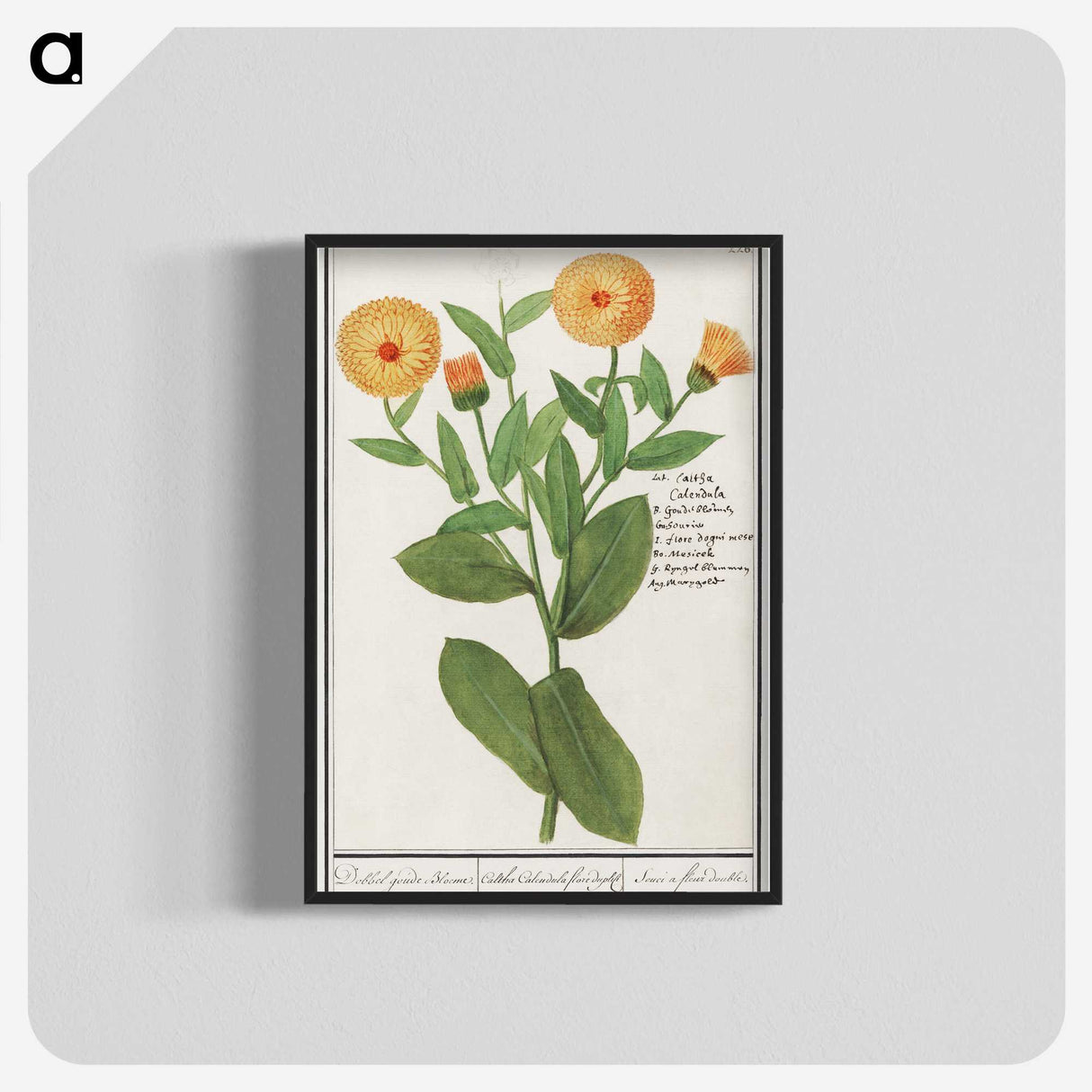 2-53_Anselmus-Boetius-de-Boodt_blk-crop
